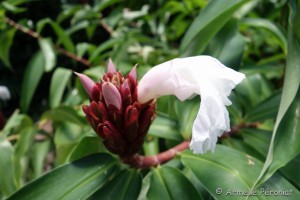 Guadeloupe Août 2015-02751   